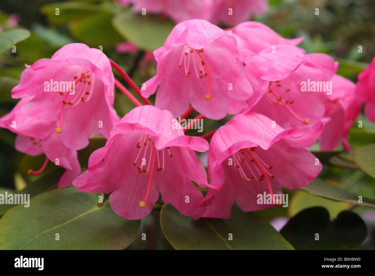 Pink Rhododendron orbiculare flowers blooming Stock Photo