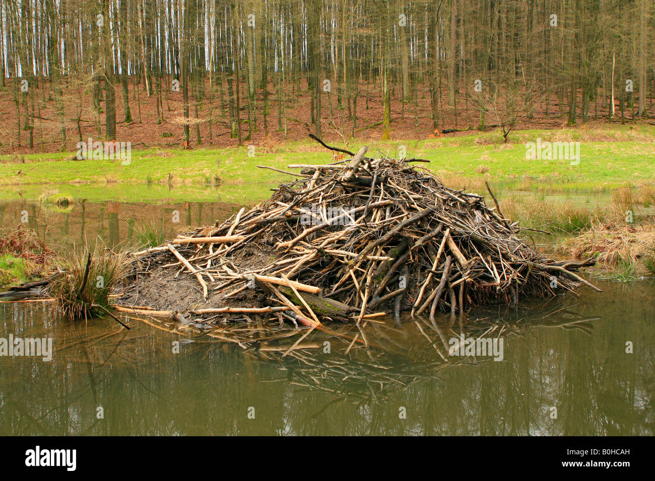 European Beaver (Castor fiber), beaver's lodge, beaver dam Stock Photo