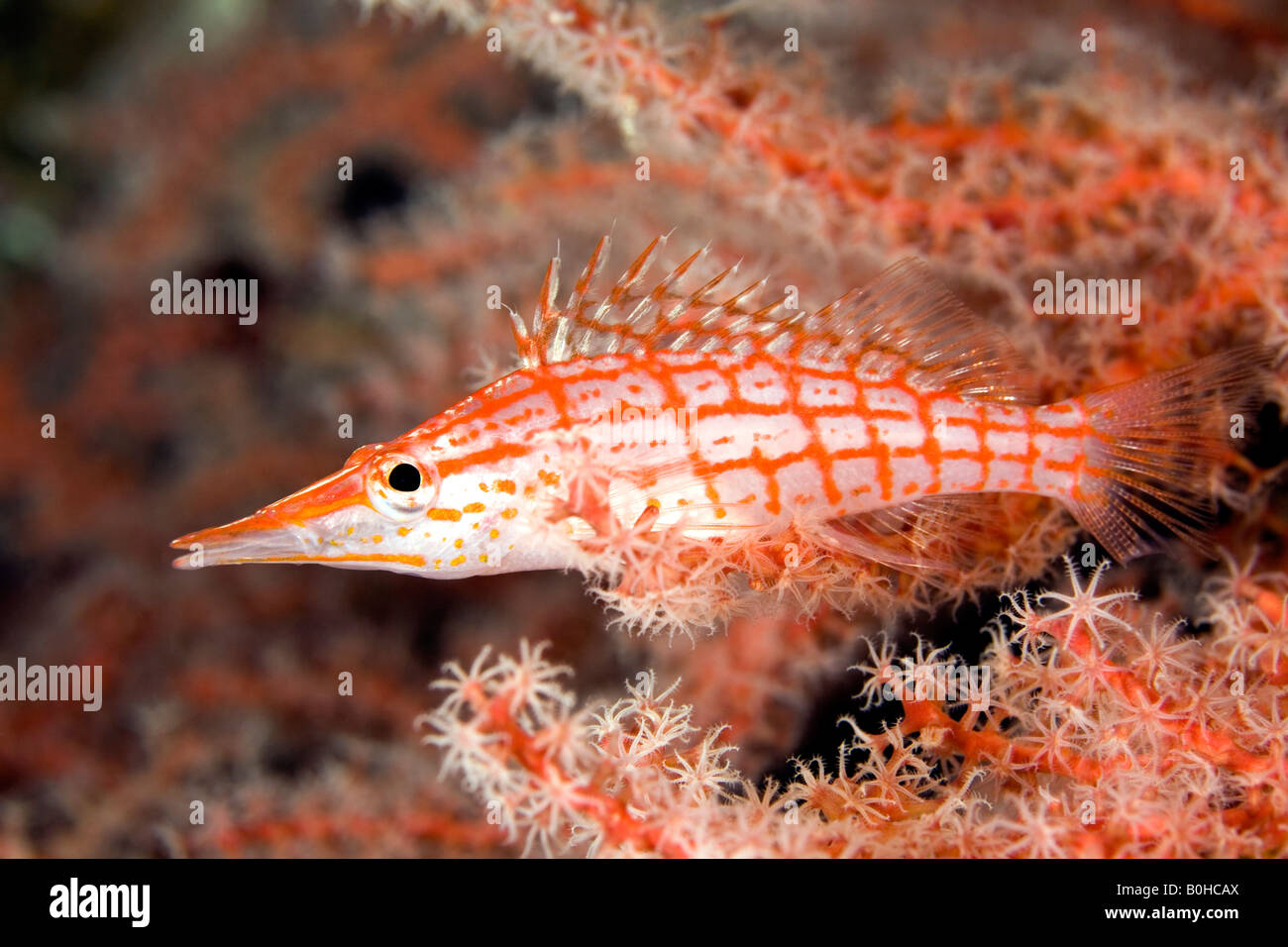 Longnose Hawkfish, Oxycirrhites typus, surrounded by the polyps of a red sea fan Stock Photo