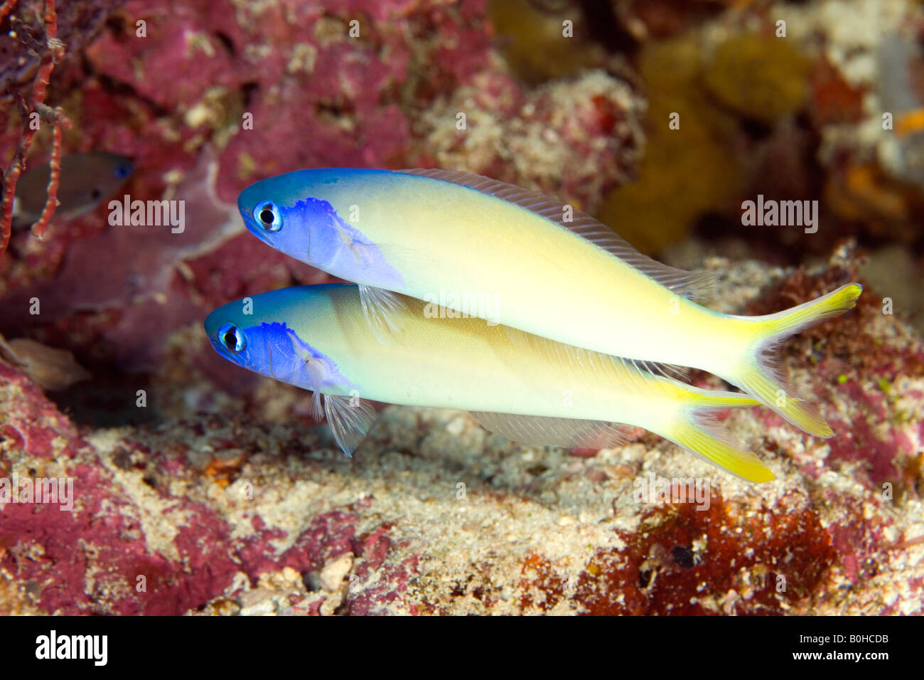 Blue head tilefish, Hoplolatilus starcki, pair swimming together near their home in the side of the reef Stock Photo