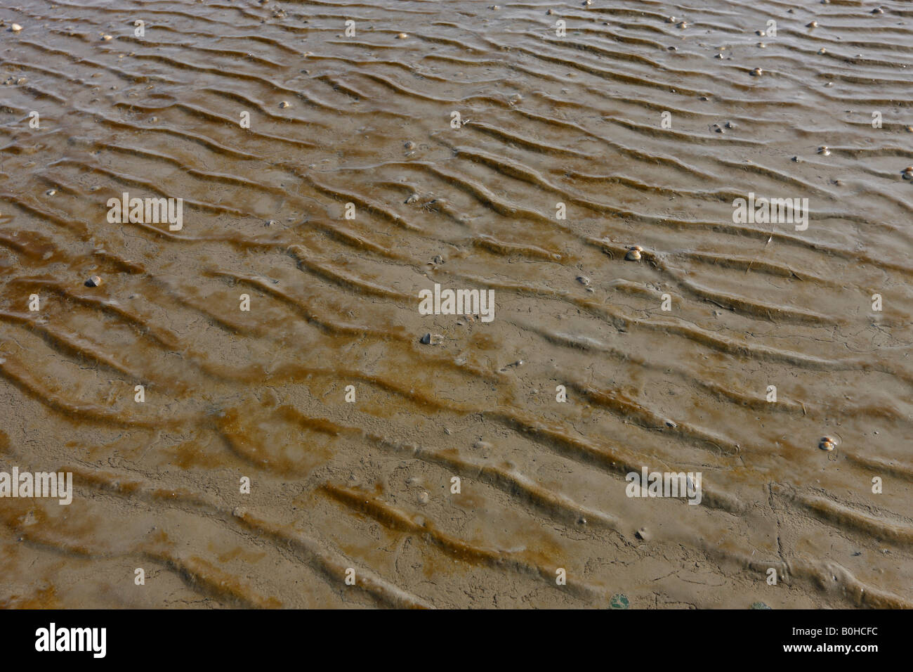 Ripples in the mud of the tidal flats of the Wattenmeer, Wadden Sea, Eckwarden, Lower Saxony, Germany, Europe Stock Photo