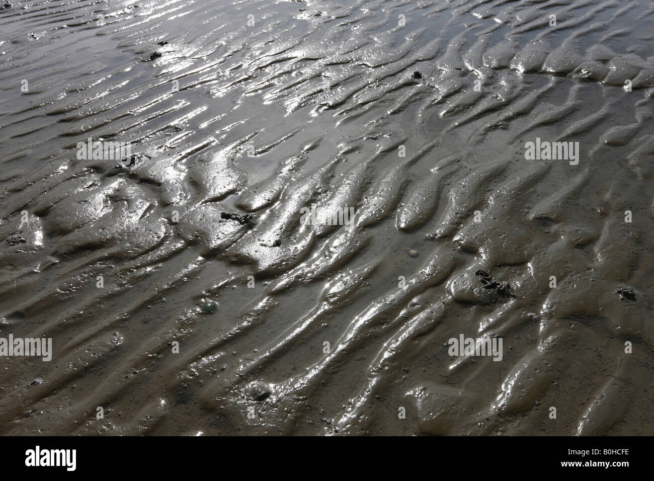 Ripples in the mud of the tidal flats of the Wattenmeer, Wadden Sea, Eckwarden, Lower Saxony, Germany, Europe Stock Photo