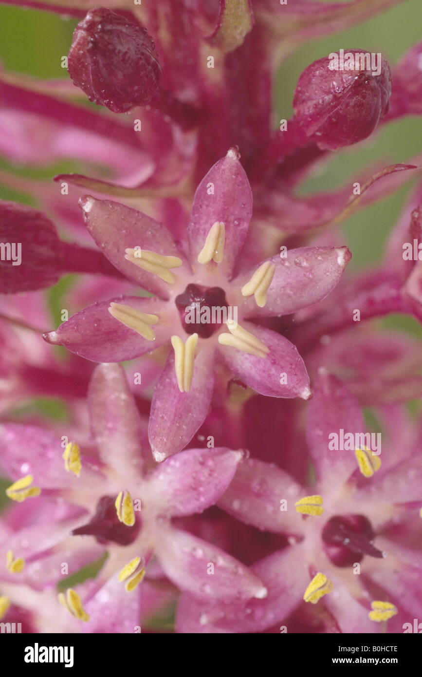 Eucomis 'Joy's Purple' (Pineapple flower, Pineapple lily) Stock Photo