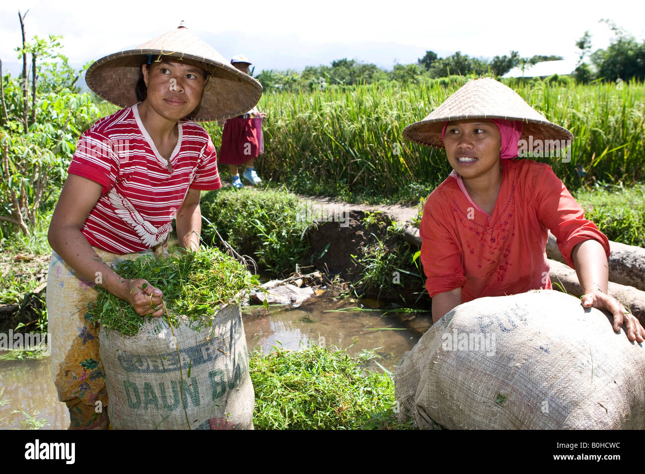 Farmwomen, rice farmers filling sacks with grass, Lombok Island, Lesser Sunda Islands, Indonesia Stock Photo