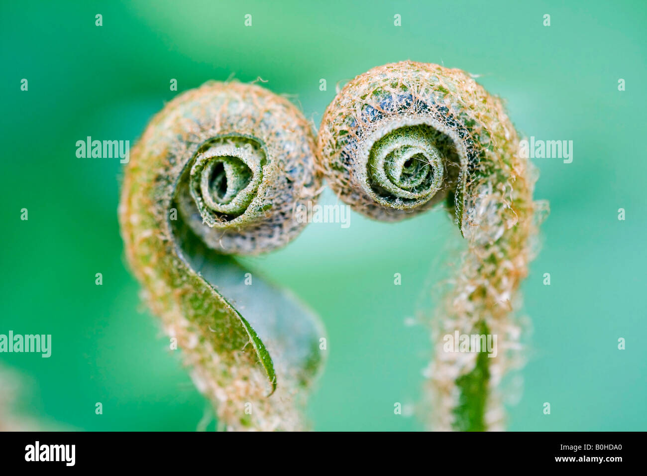 Two spiral formed shoots of the Hart's-tongue Fern (Asplenium scolopendrium) in spring, medicinal plant Stock Photo