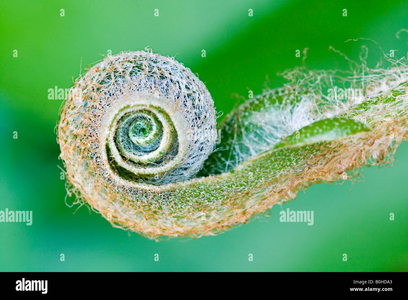 Spiral formed shoot of the Hart's-tongue Fern (Asplenium scolopendrium) in spring, medicinal plant Stock Photo