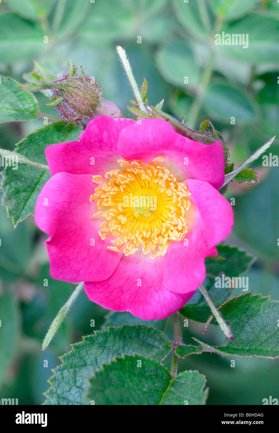 Sweet Briar or Eglantine Rose (Rosa rubiginosa), Taubertal Valley, Germany Stock Photo