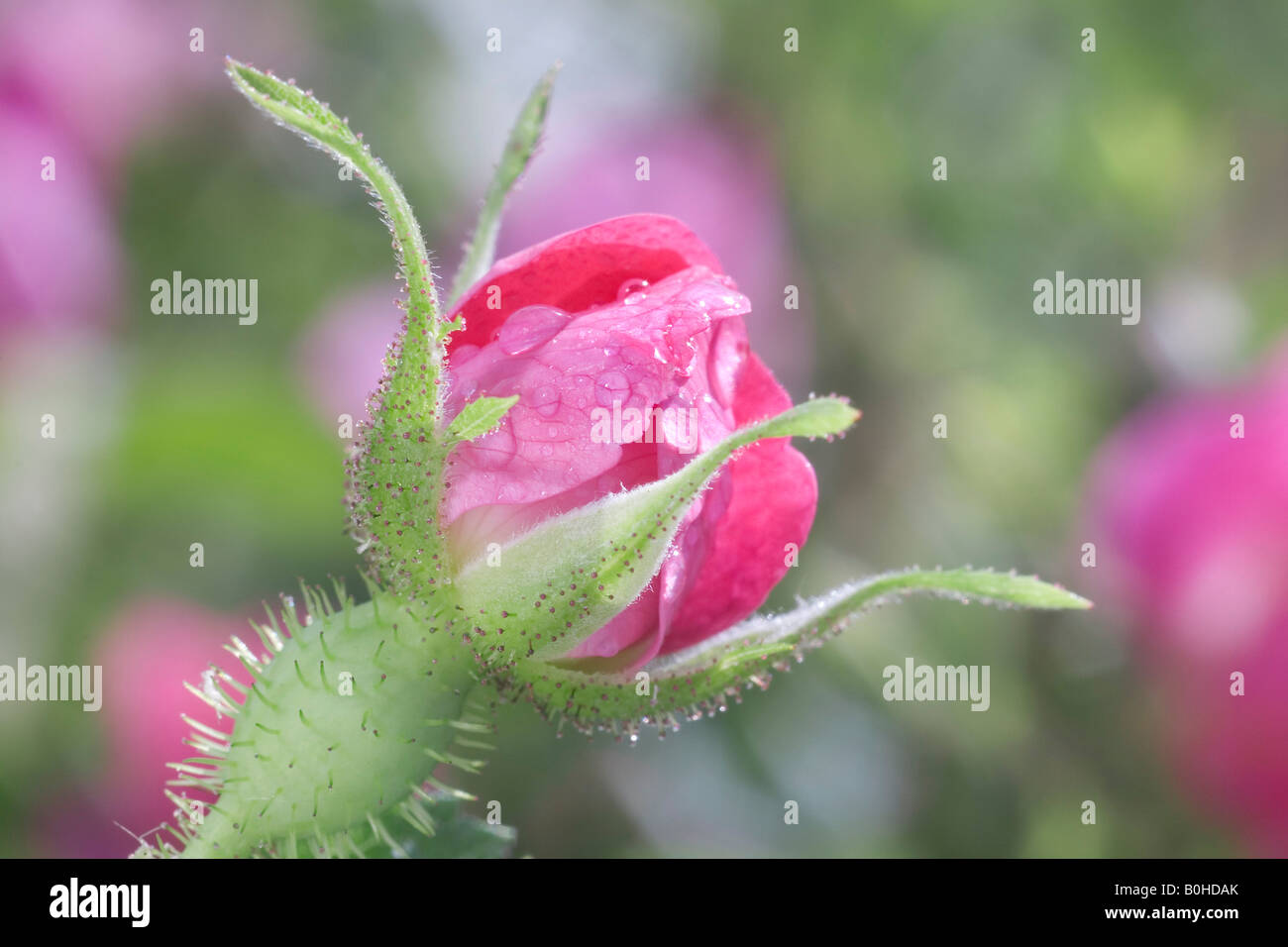 Sweet Briar or Eglantine Rose bud (Rosa rubiginosa), Taubertal Valley, Germany Stock Photo