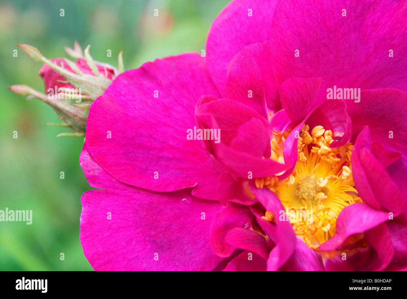 Provence Rose or Cabbage Rose blossom (Rosa x centifolia) Stock Photo