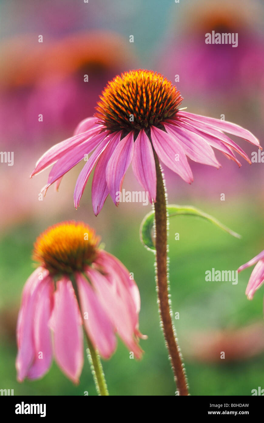 Eastern Purple Coneflower (Echinacea purpurea) Stock Photo