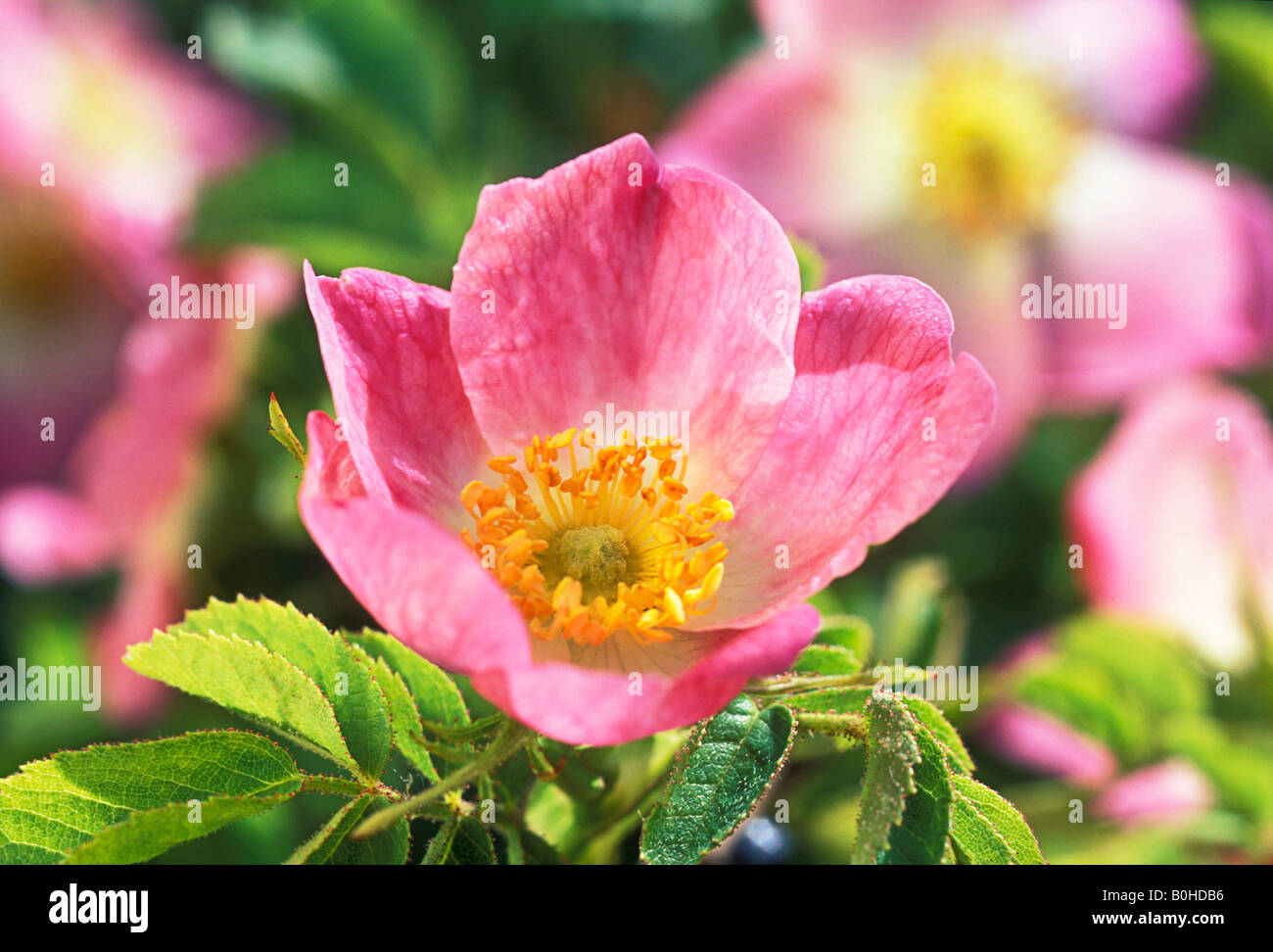 Sweet Briar or Eglantine Rose (Rosa rubiginosa, Rosa eglanteria) blossom, Taubertal Valley, Germany Stock Photo