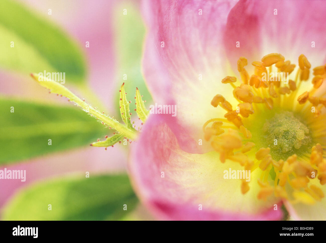 Closeup, Sweet Briar or Eglantine Rose (Rosa rubiginosa, Rosa eglanteria) blossom, Taubertal Valley, Germany Stock Photo