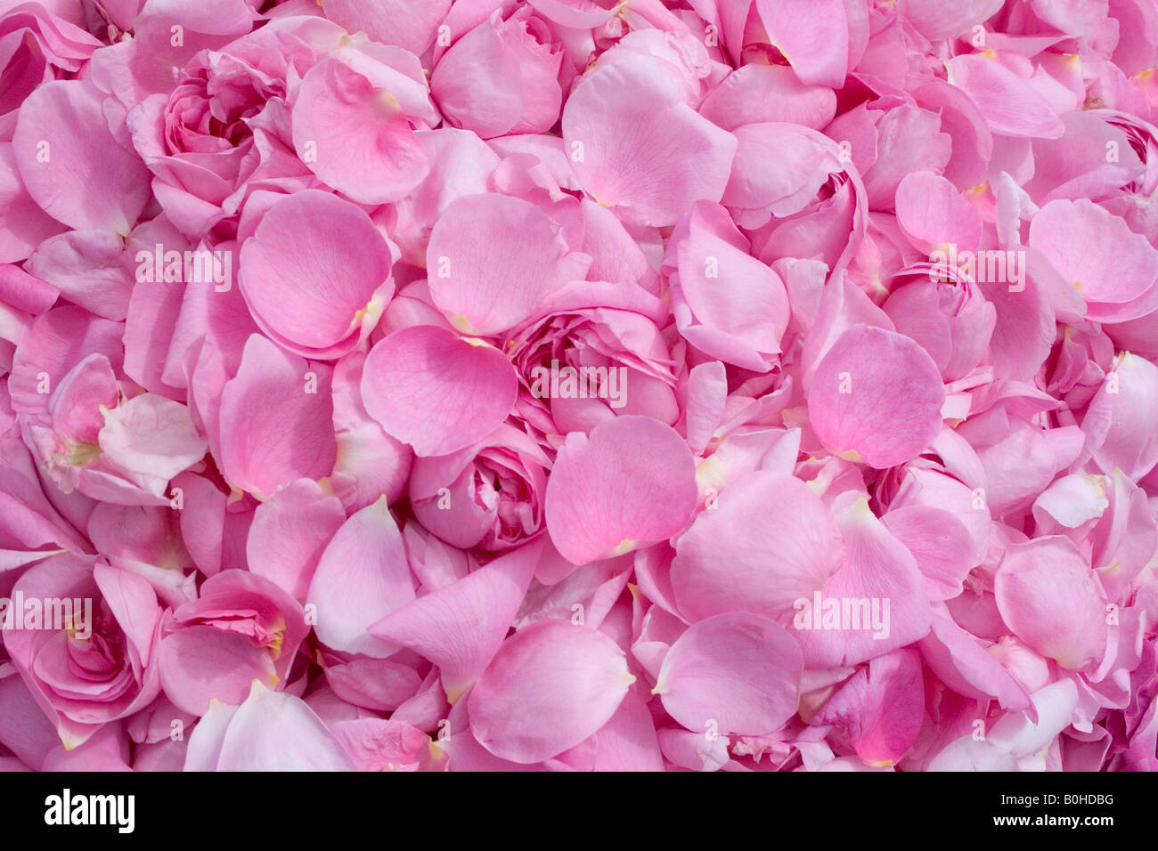 Pink Provence Rose or Cabbage Rose petals (Rosa x centifolia) gathered for medicinal use, Taubertal Valley, Germany Stock Photo