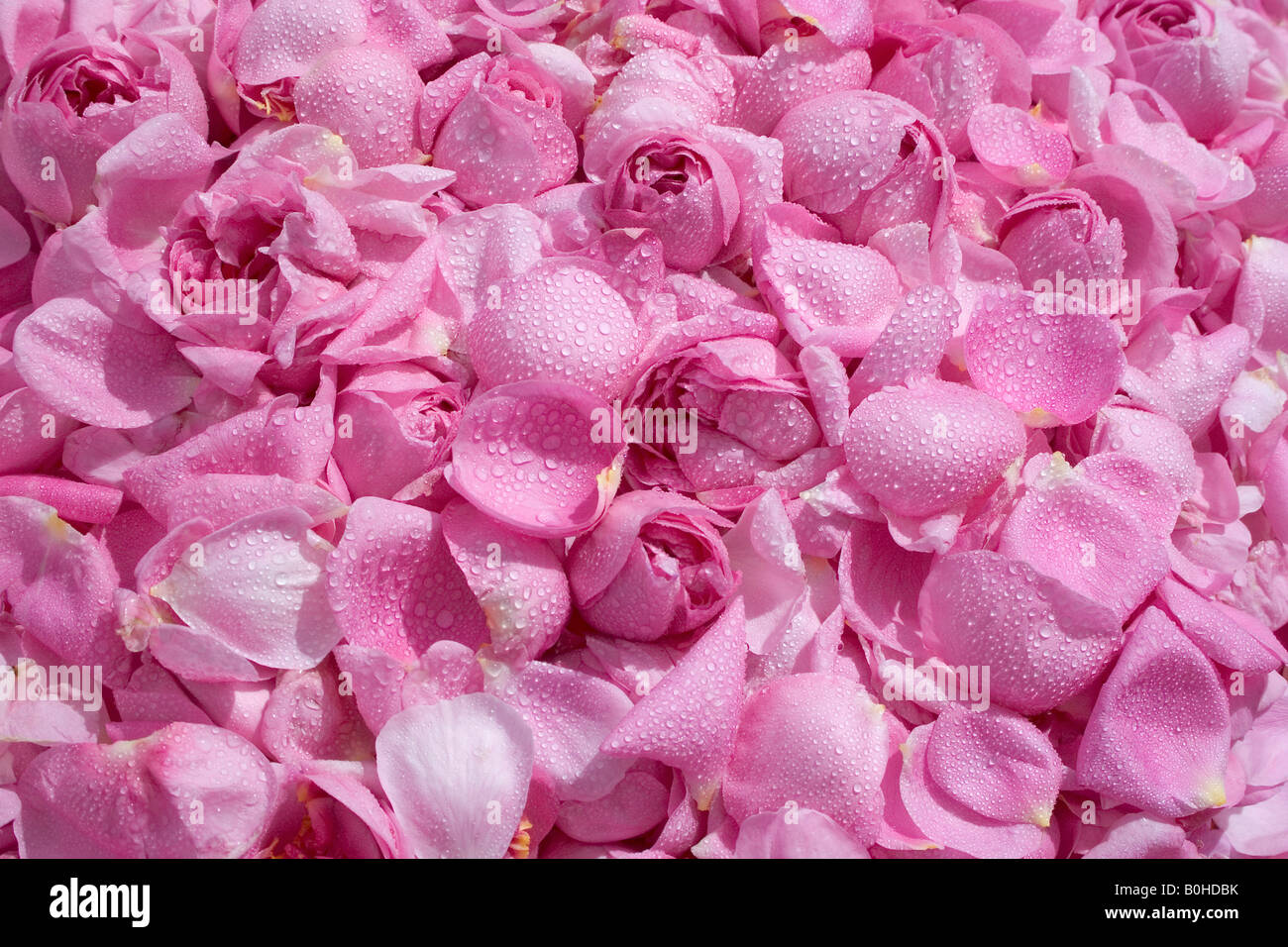 Pink Provence Rose or Cabbage Rose petals (Rosa x centifolia) gathered for medicinal use, Taubertal Valley, Germany Stock Photo