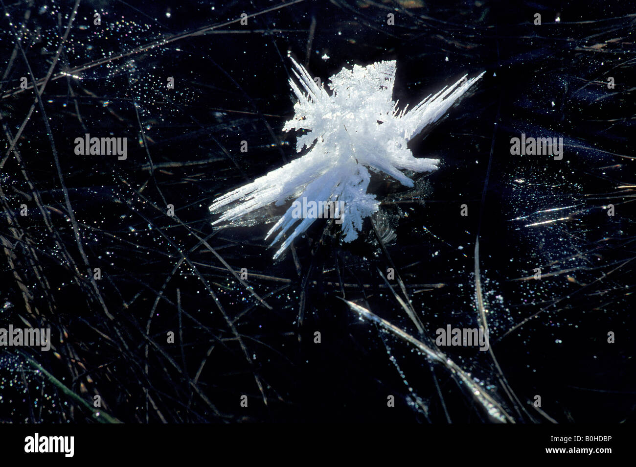 Frost crystal on the surface of a frozen lake with blades of grass ...