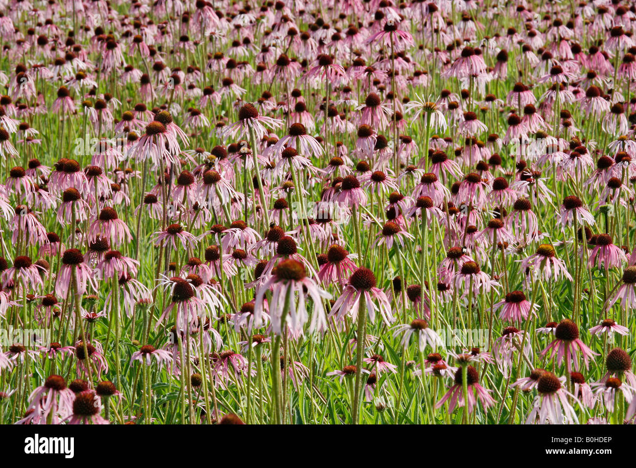 Field of Pale Purple Coneflowers (Echinacea pallida), medicinal plant, Heilsbronn near Ansbach, Bavaria, Germany Stock Photo