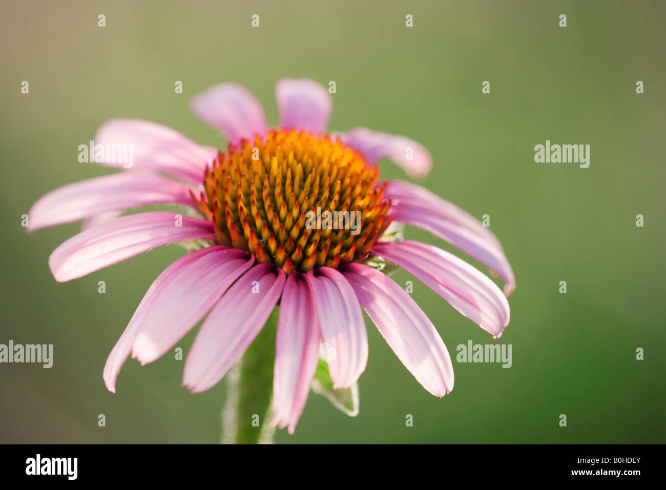 Pale Purple Coneflower blossom (Echinacea Angustifolia) Stock Photo