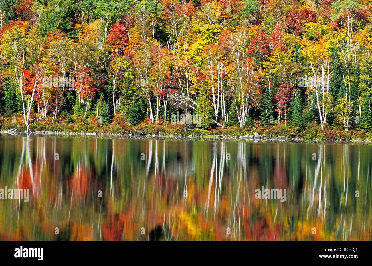 Autumn Coloured Trees Reflected On The Surface Of Lac Edouard Lake 