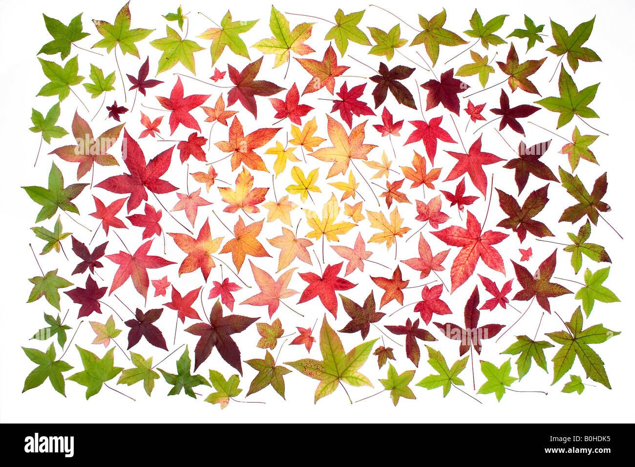 Collection of the different autumn coloured leaves from a single Sweetgum Tree (Liquidambar) Stock Photo