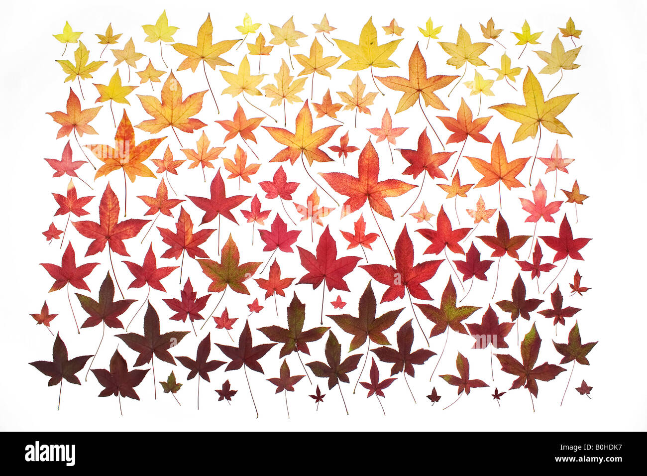 Collection of the different autumn coloured leaves from a single Sweetgum Tree (Liquidambar) Stock Photo