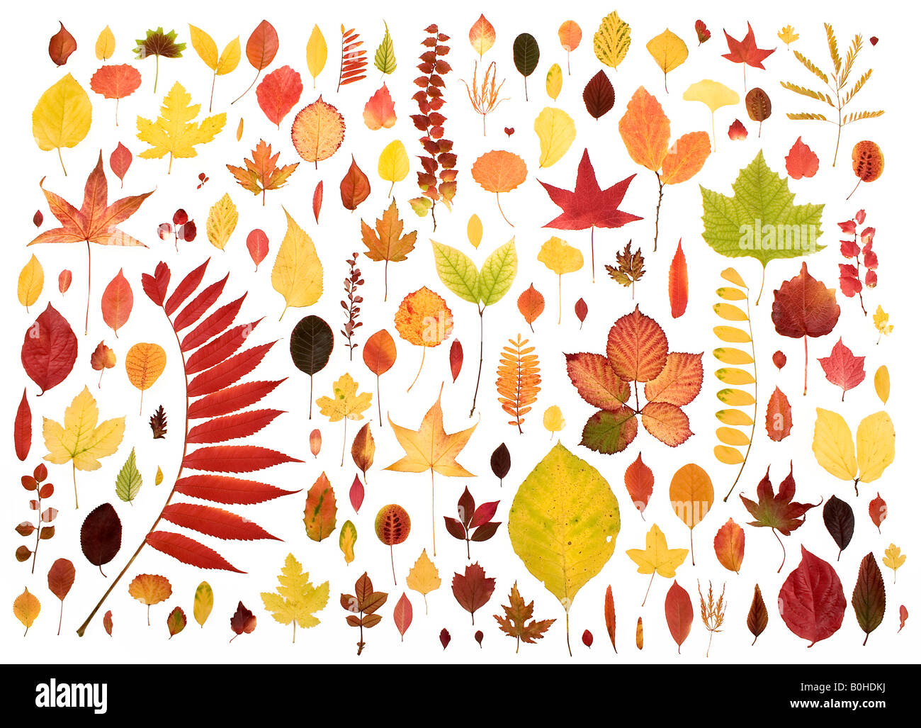 Various autumn coloured leaves Stock Photo