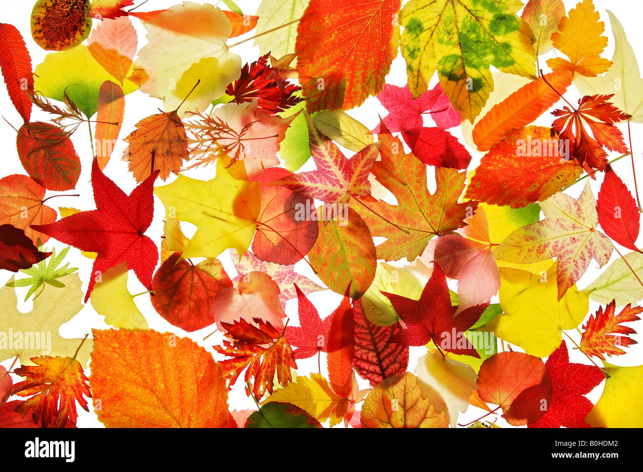 Collection of various autumn coloured leaves Stock Photo