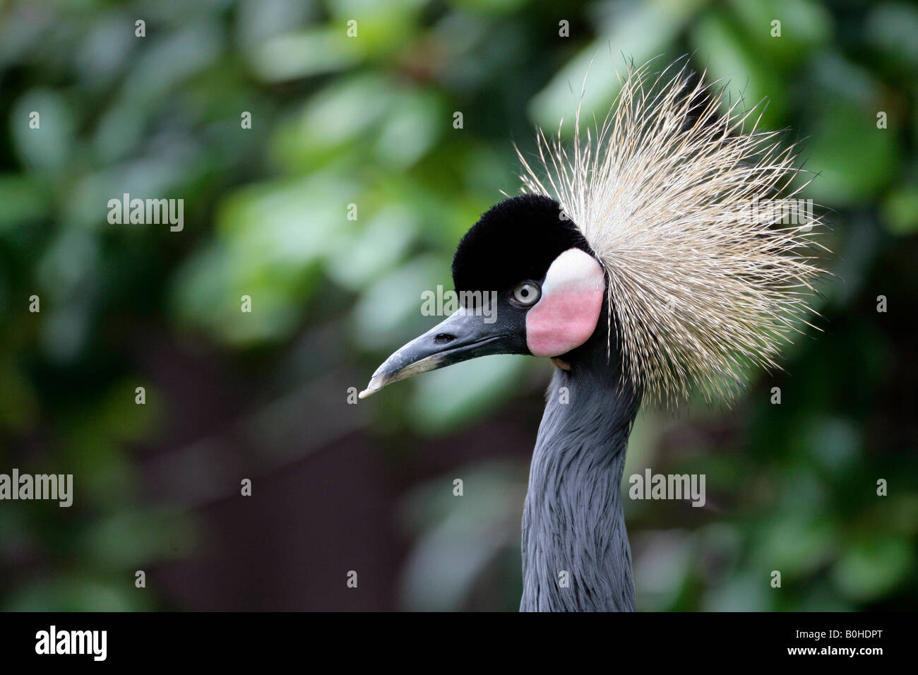 Black Crowned Crane (Balearica pavonina) Stock Photo
