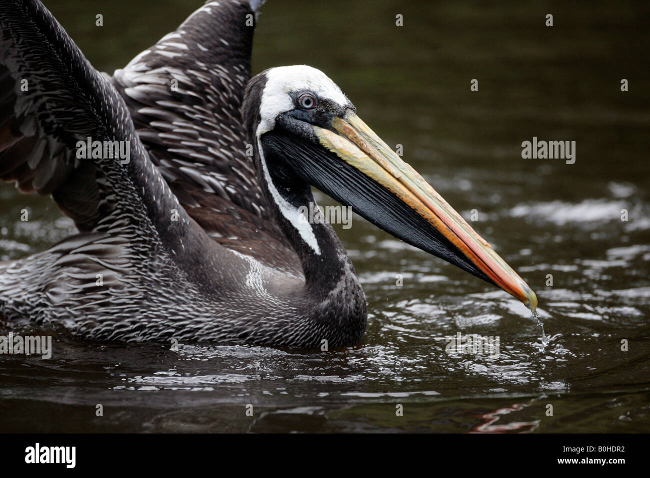 Brown Pelican (Pelecanus occidentalis) Stock Photo
