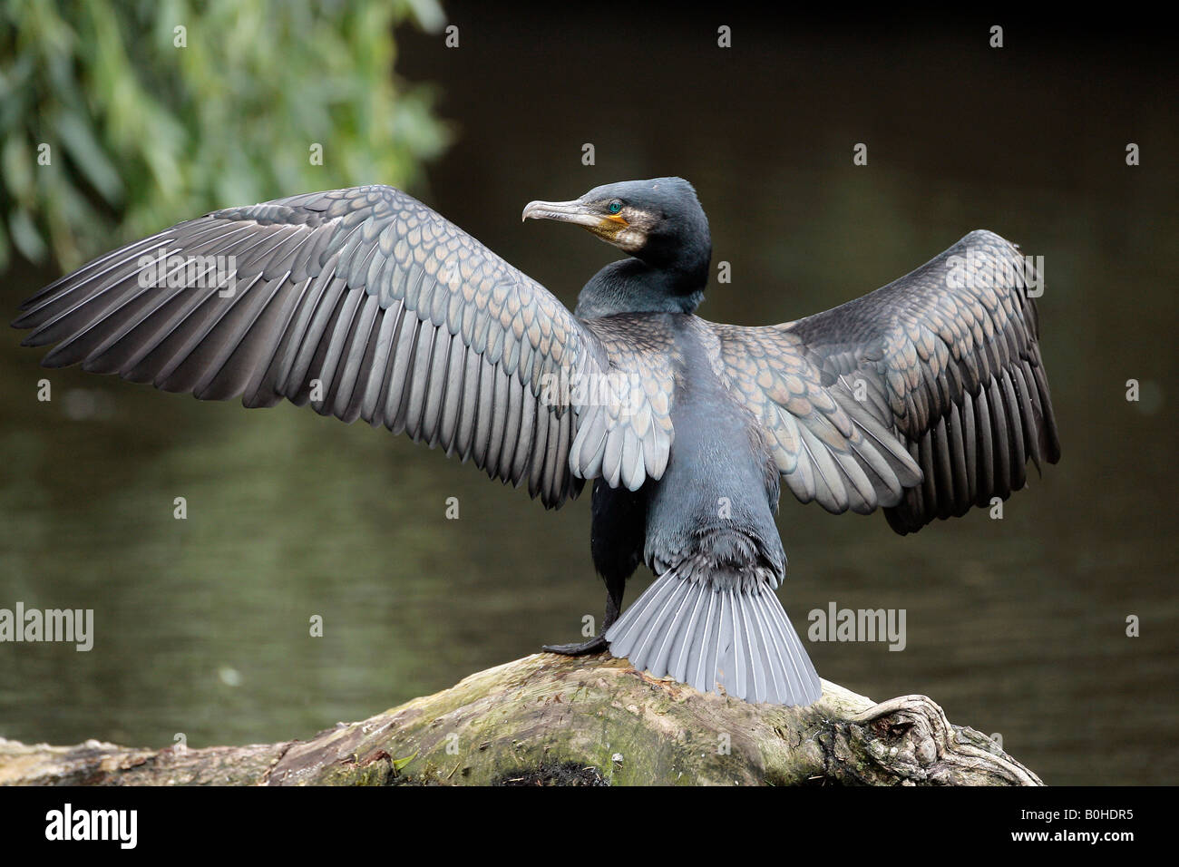 Great Black Cormorant (Phalacrocorax carbo), its wings outspread Stock Photo