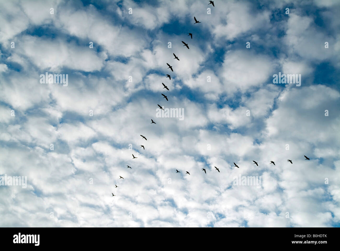 Migrating Greylag Geese (Anser anser) flying in V-formation to their winter destination Stock Photo