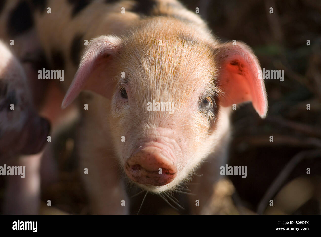 Piglet (Sus scrofa domestica) at an organic farm Stock Photo