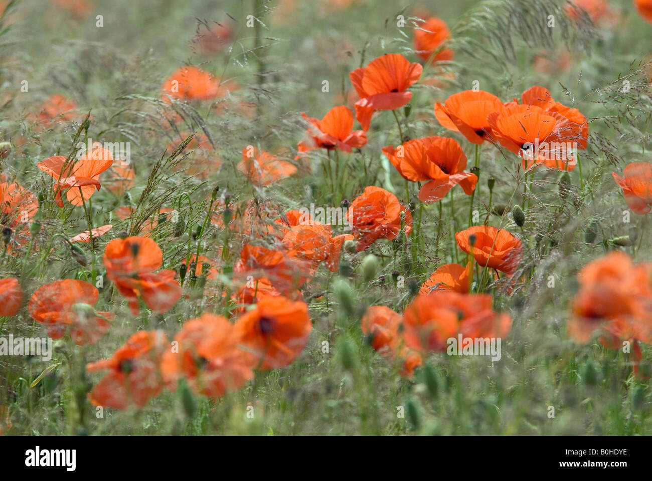 Red Poppies (Papaver rhoeas) growing on a field, blossoming, Germany Stock Photo
