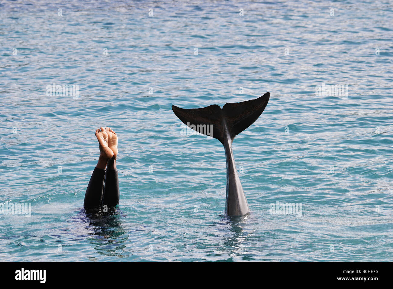 Woman and dolphin in water, showing feet and fin during a show in Willemstad, Curacao, Netherlands Antilles, Caribbean Stock Photo