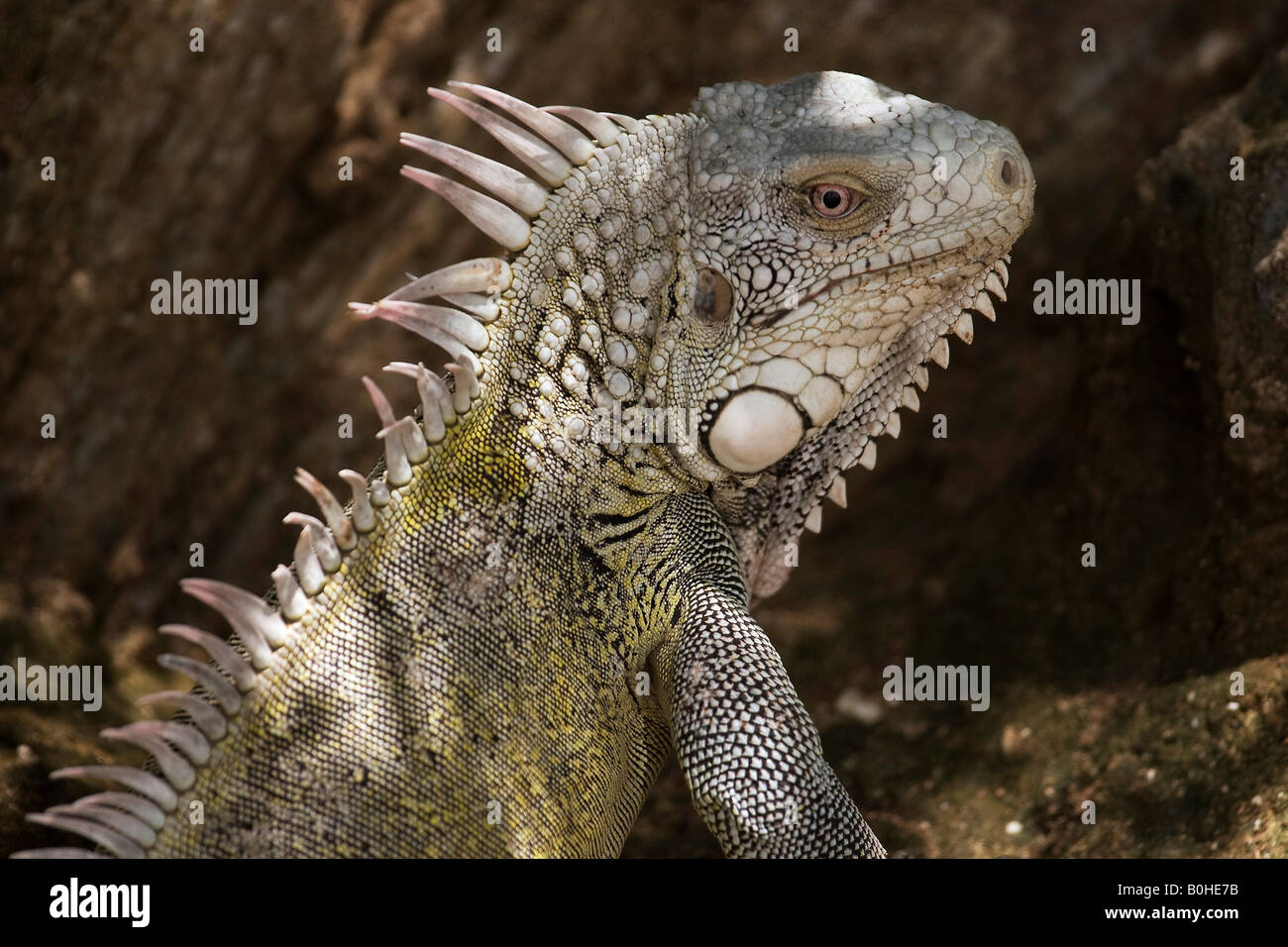 Green Iguana (Iguana iguana) in Curacao, Netherlands Antilles, Caribbean Stock Photo