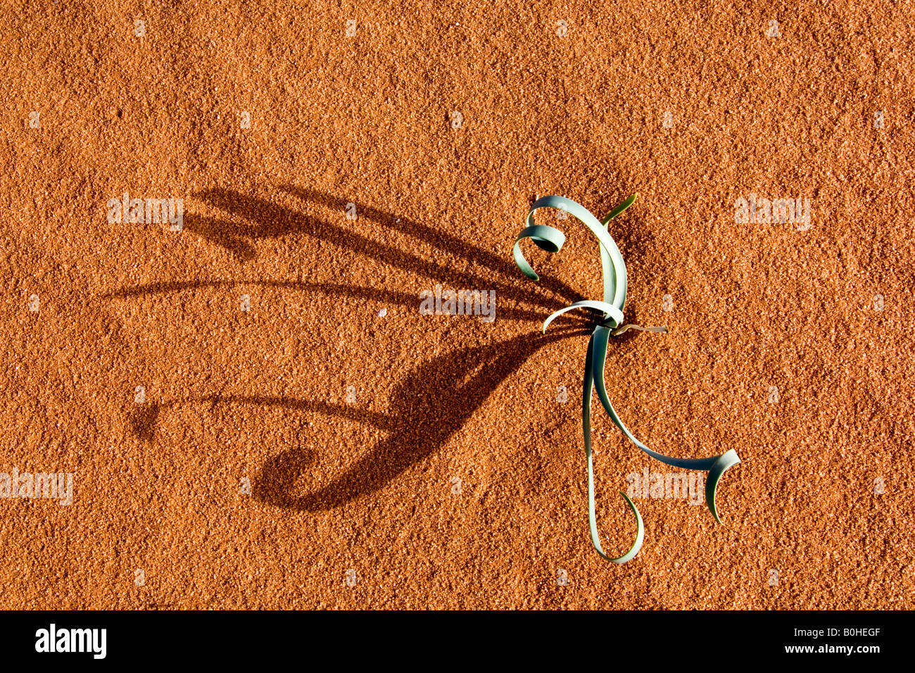 Plant growing in the desert sand, Wadi Rum, Jordan, Middle East Stock Photo