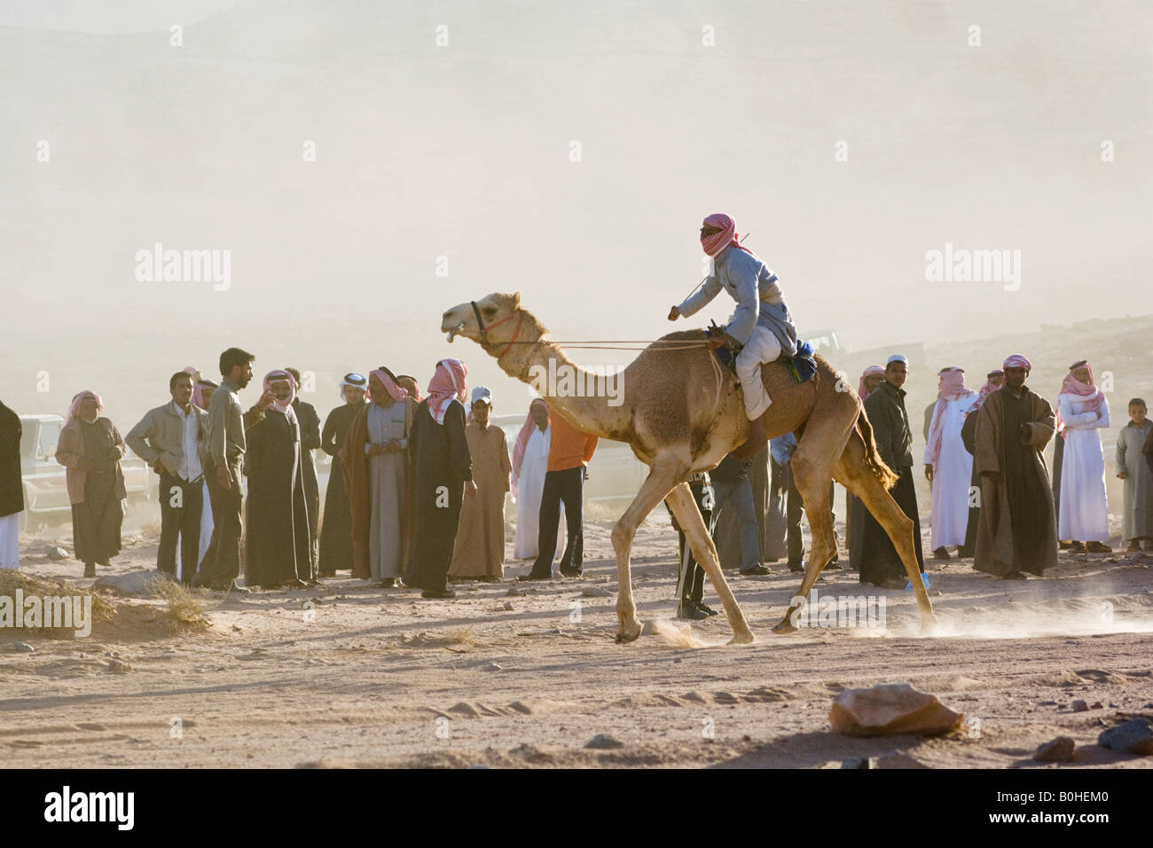 Finish line, camel race in the desert, Wadi Rum, Jordan, Middle East Stock Photo
