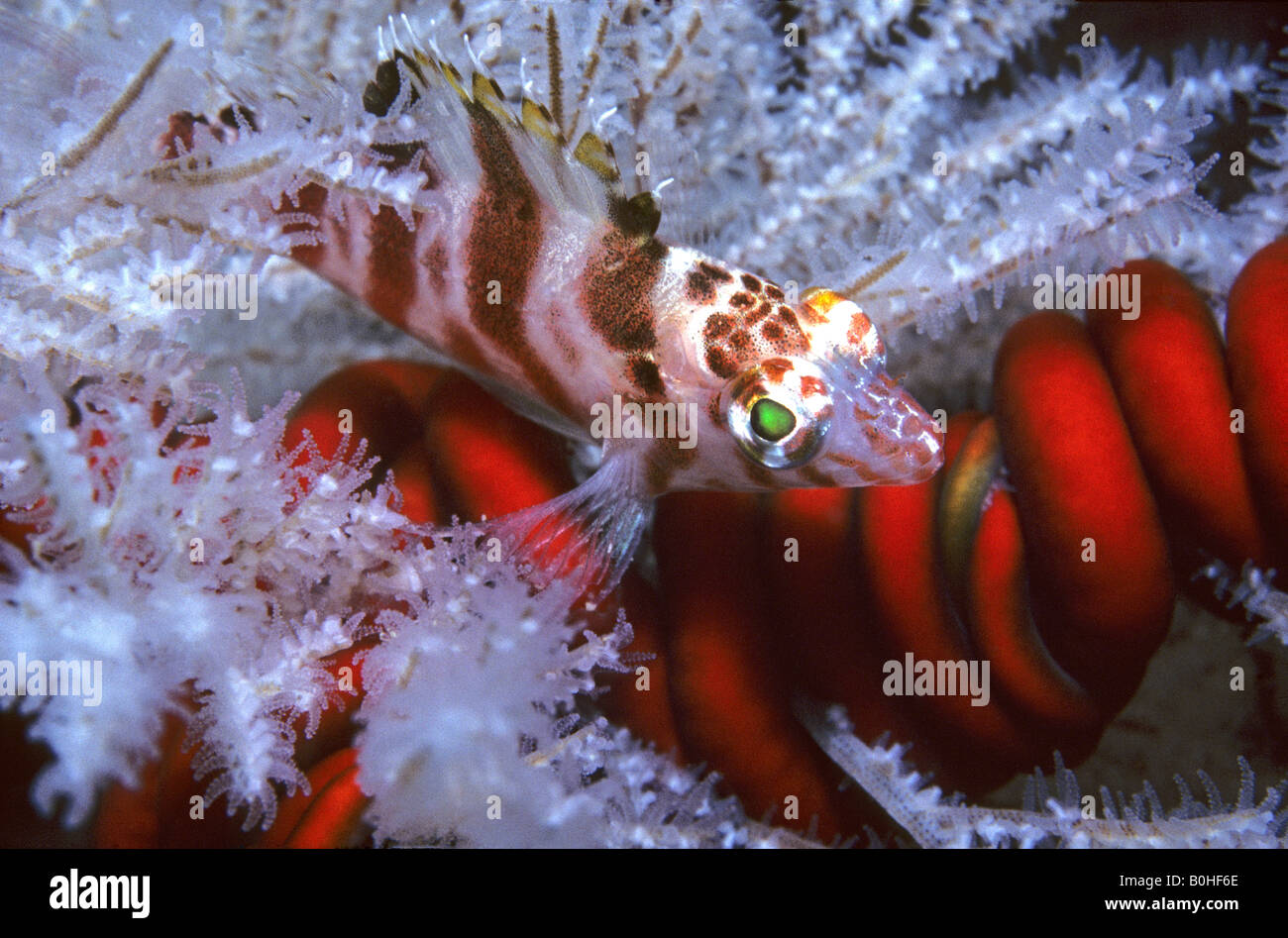Blotched hawkfish, Cirrhitichthys aprinus, hiding in a black coral tree There is a red snake or serpent star wrapped around the coral tree branch Stock Photo