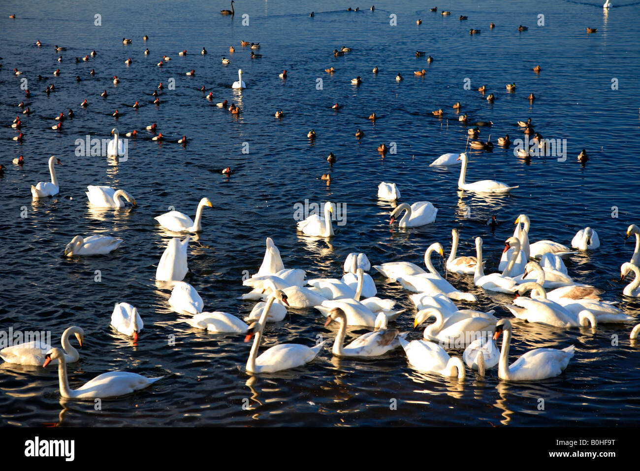 Bewick Swan Migration Hi-res Stock Photography And Images - Alamy