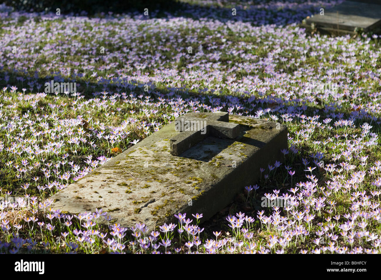 Small flowers growing around a grave, Alter Suedfriedhof, old cemetery in Munich, Bavaria