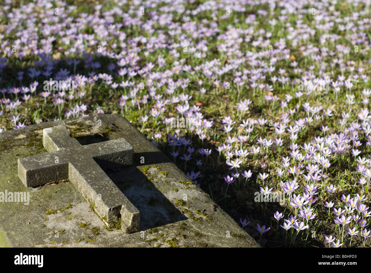 Small flowers growing around a grave, Alter Suedfriedhof, old cemetery in Munich, Bavaria