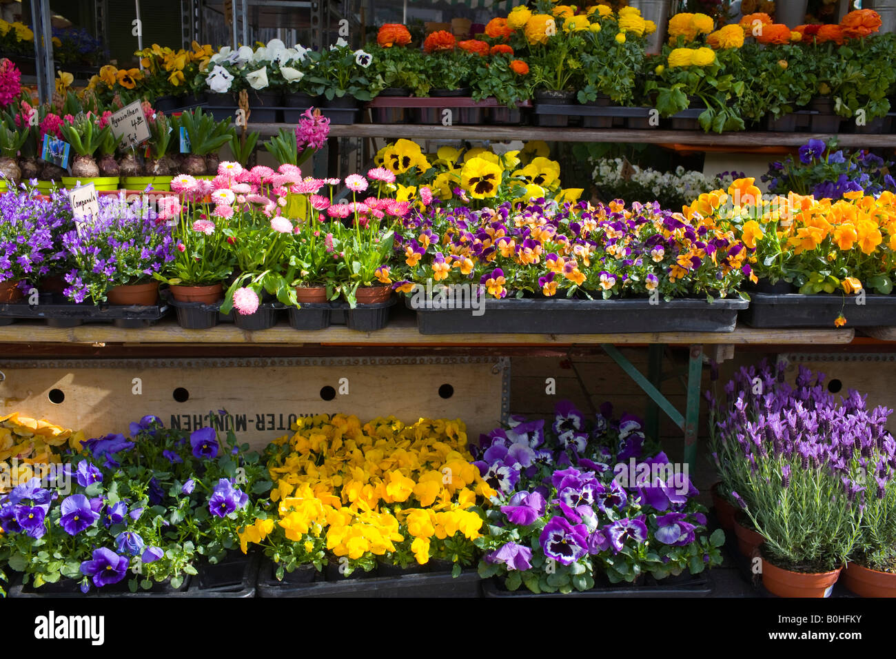 Blumenstand hires stock photography and images Alamy