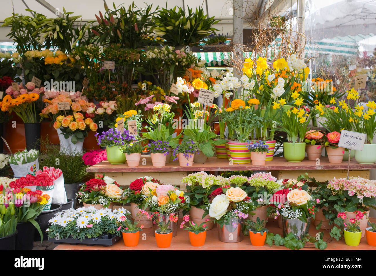 Flower stall, Viktualienmarkt Market, Munich, Bavaria, Germany Stock