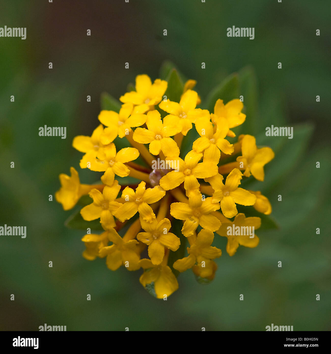 Stellera chamaejasme hires stock photography and images Alamy