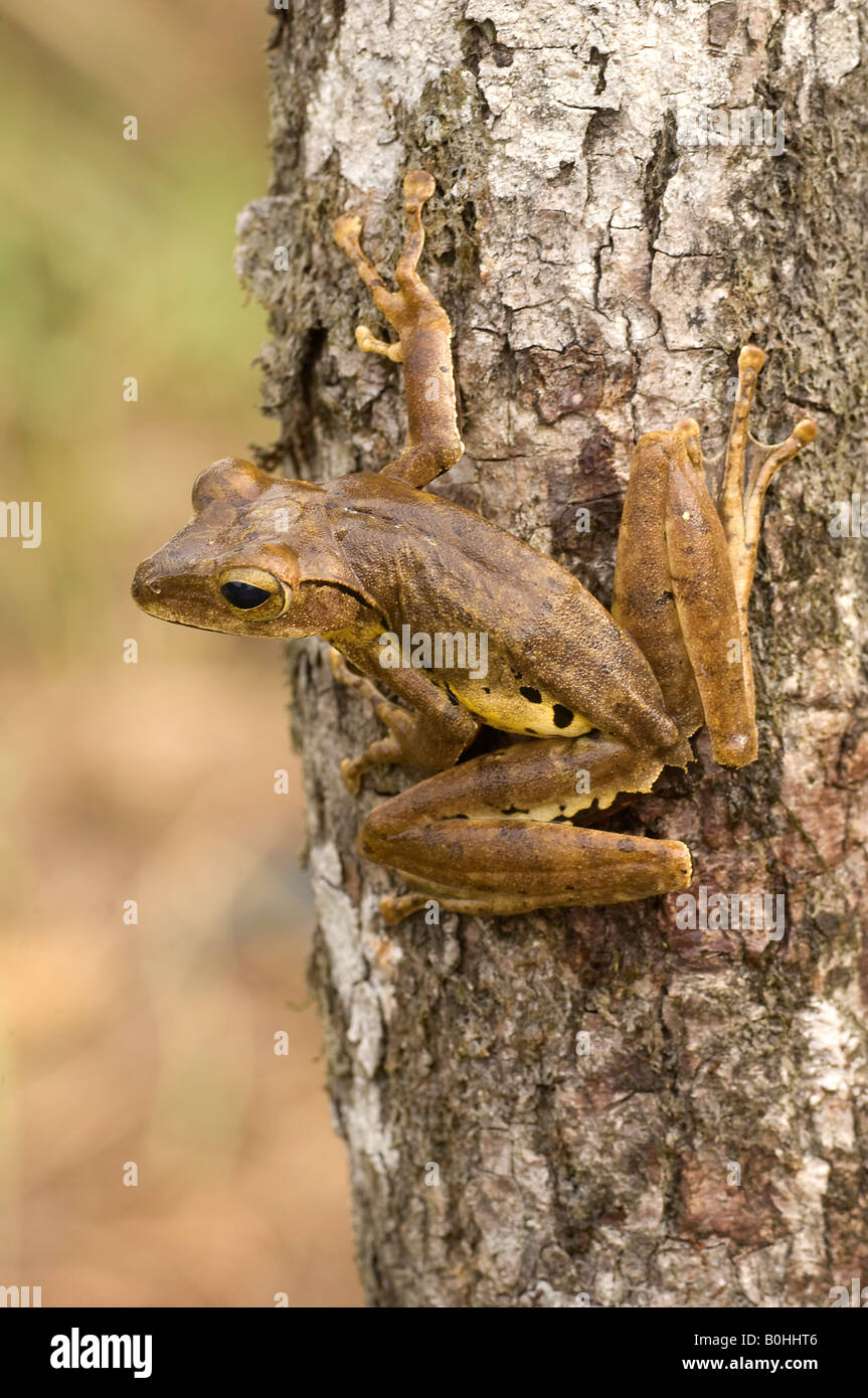 Brown tree frog or Hong Kong whipping frog Polypedates megacephalus Stock Photo