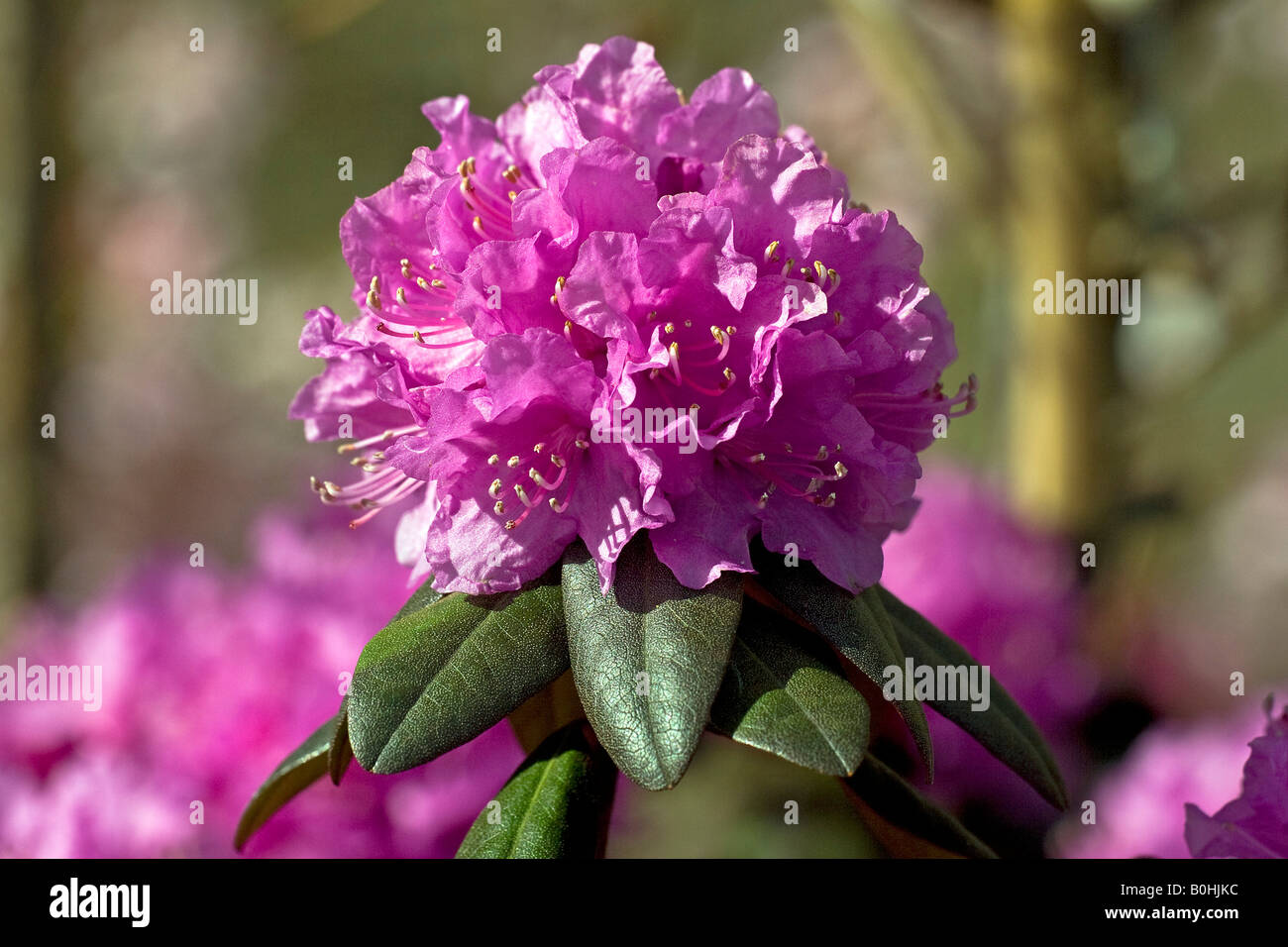 Blossoming Carolina Azalea (Rhododendron carolinianum), P. J. Mezitt cultivar Stock Photo