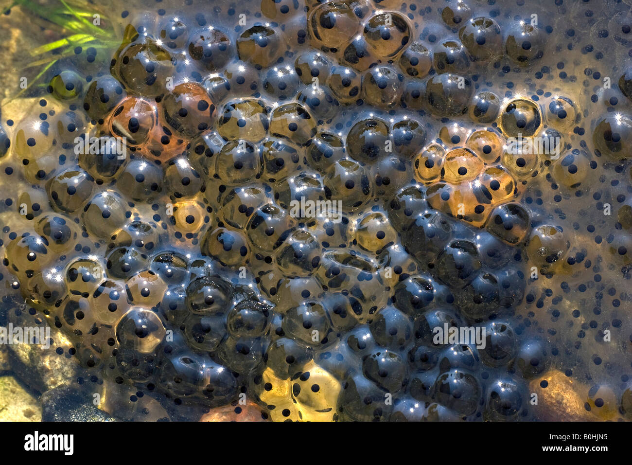 European Common Brown Frog (Rana temporaria), frog spawn, frog eggs in shallow water Stock Photo