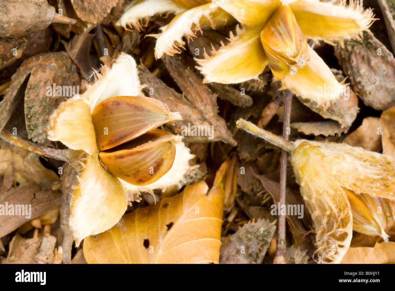 Seed cases of beech tree Stock Photo