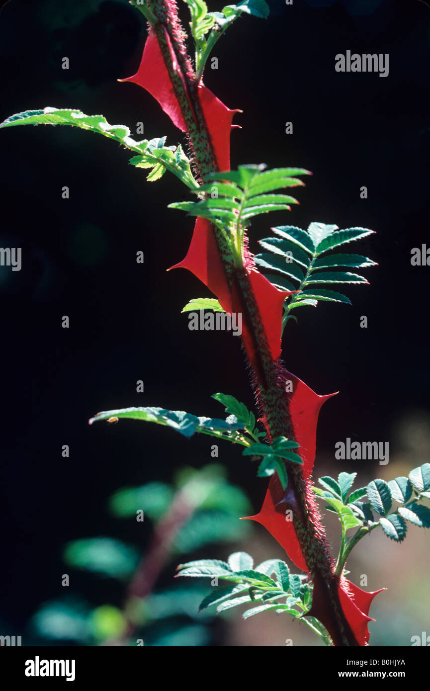 Wingthorn rose Rosa sericea pteracantha or Rosa omeiensis pteracantha  produces huge red wing shaped thorns Stock Photo - Alamy
