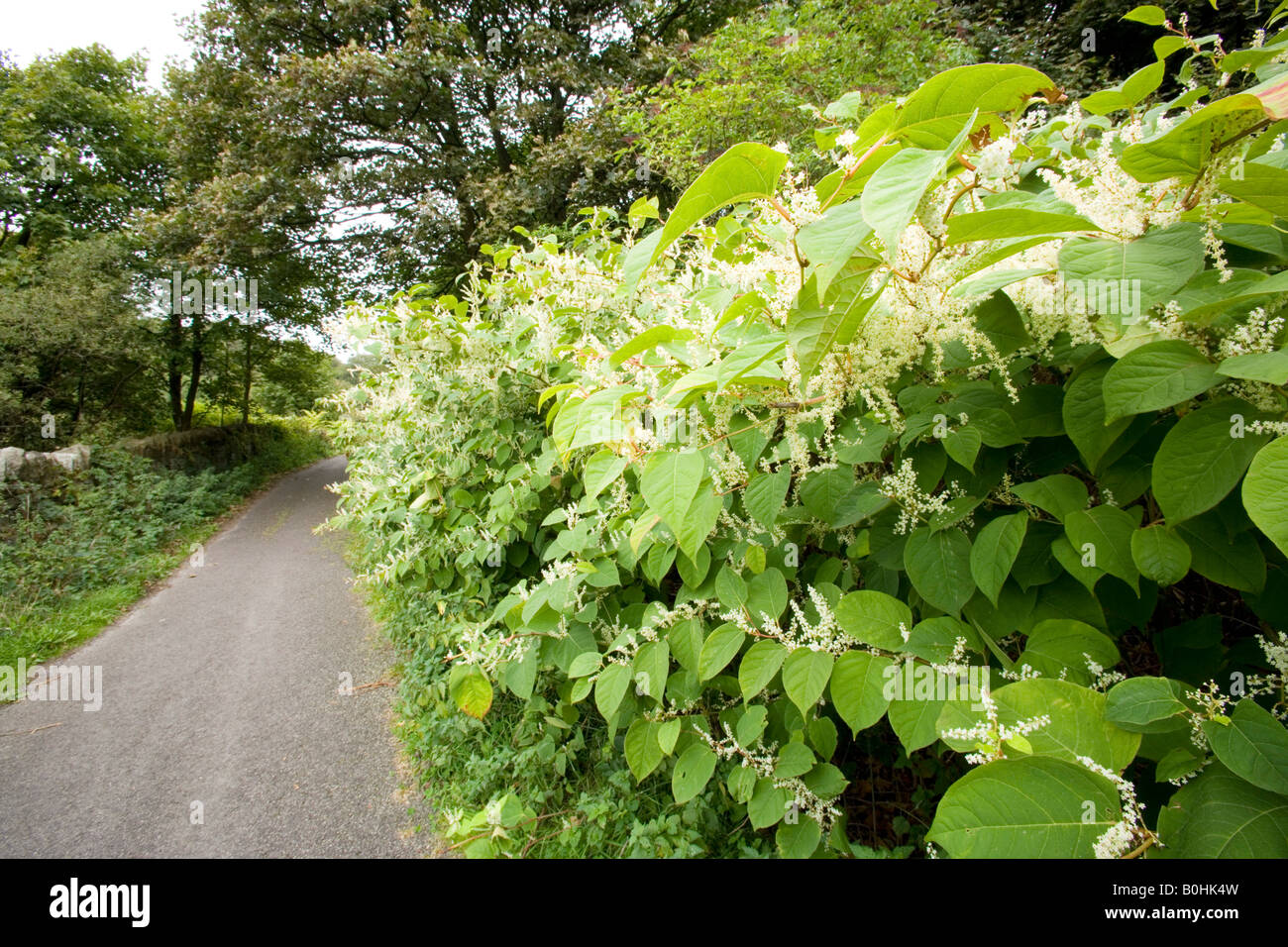 Japanese knotweed in flower Stock Photo - Alamy