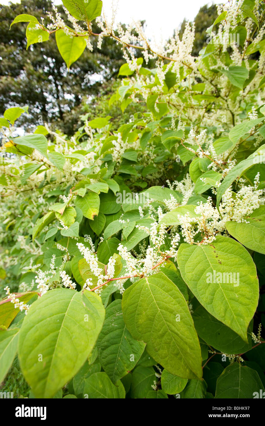 Japanese knotweed in flower Stock Photo - Alamy